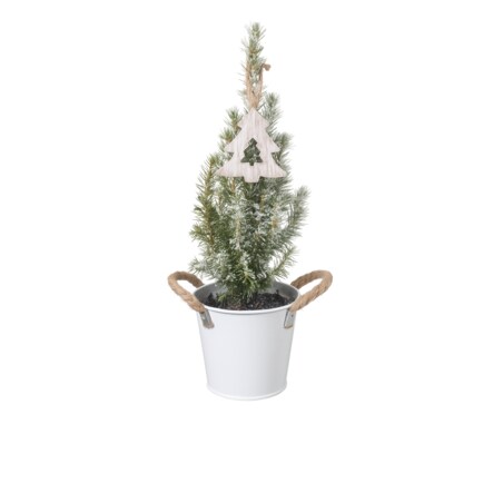 Picea Glauca -choinka- mini w wiaderku Doniczka Ø13cm | Wysokość ok. 45cm