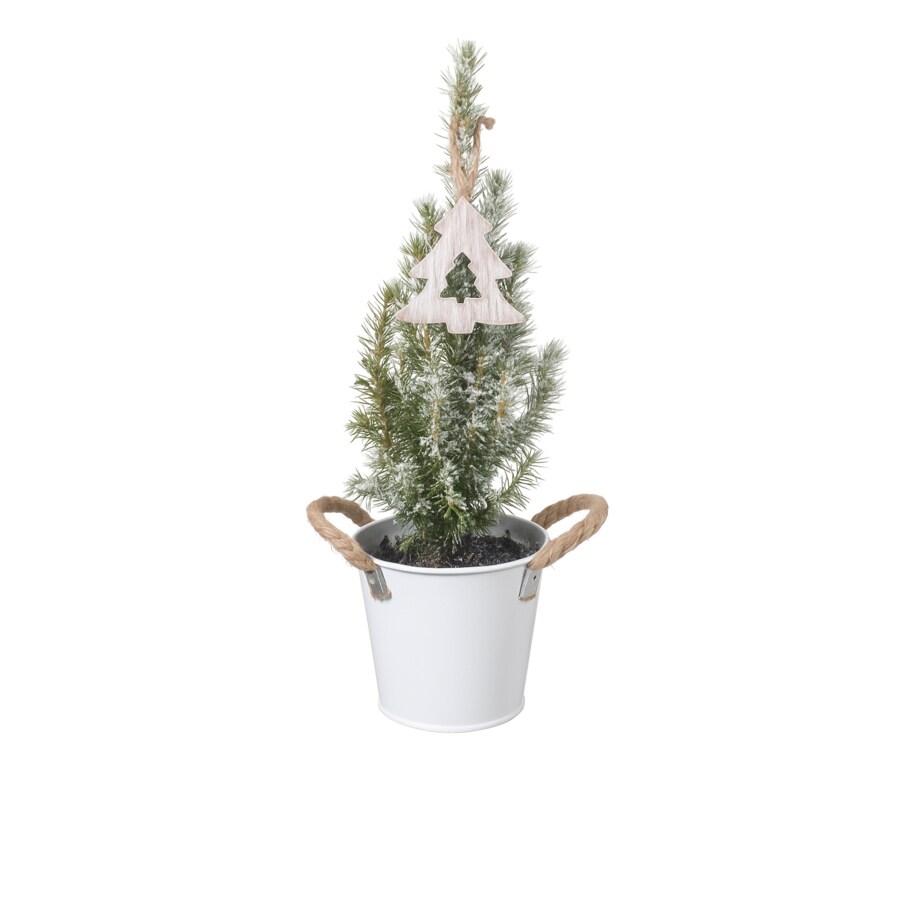 Picea Glauca -choinka- mini w wiaderku Doniczka Ø13cm | Wysokość ok. 45cm