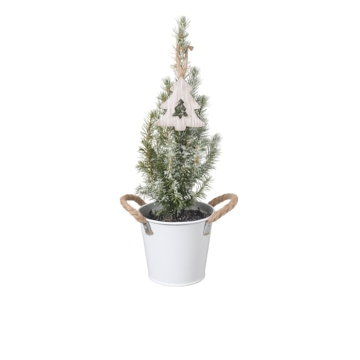 Picea Glauca -choinka- mini w wiaderku Doniczka Ø13cm | Wysokość ok. 45cm