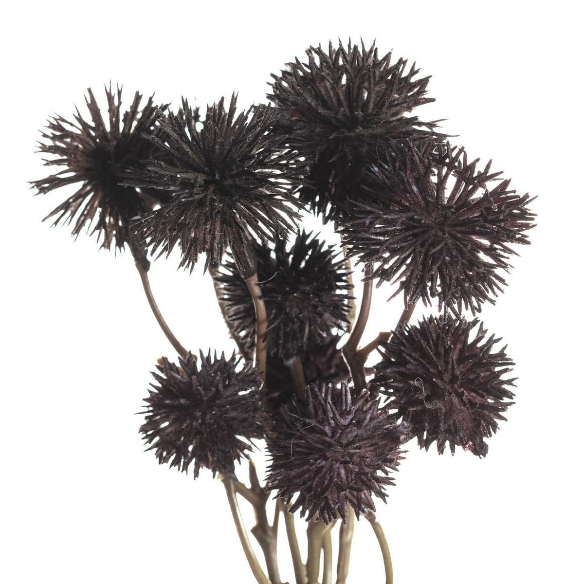 Bukiet Kraspedii 30cm deep brown, 10 x 10 x 30 cm