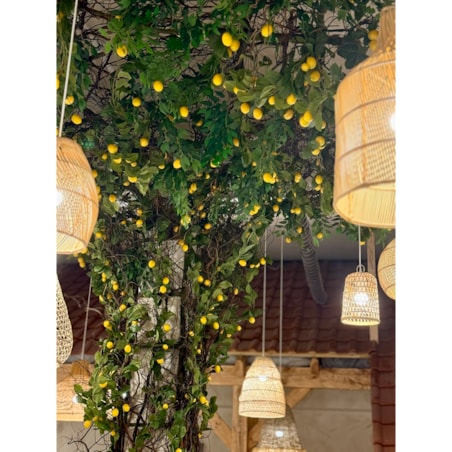 Instalacja z cytryn - drzewo cytrynowe 25m2
