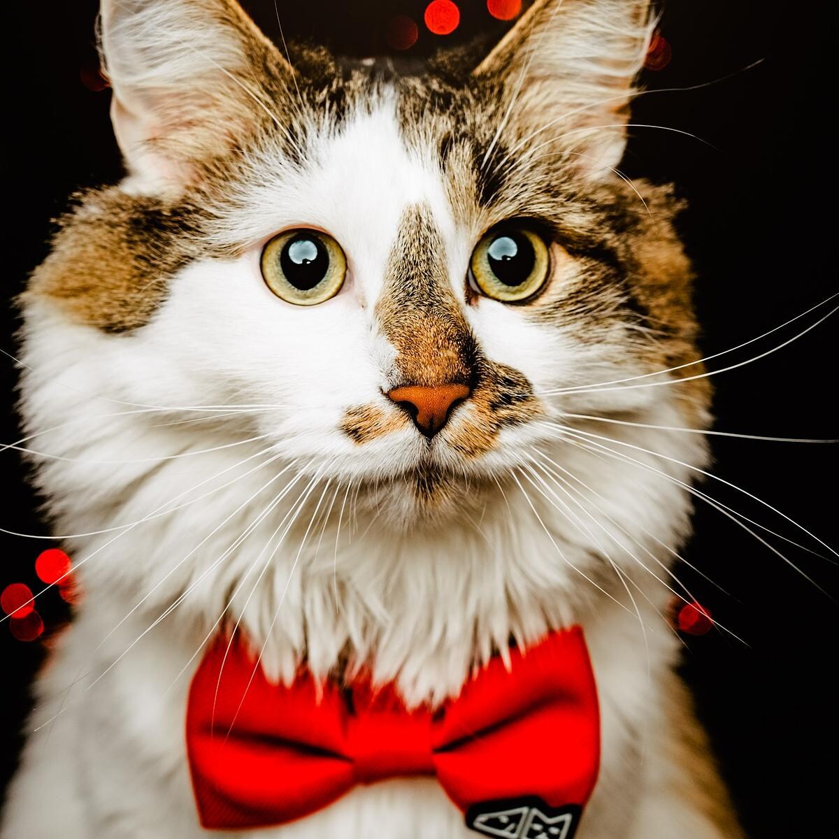 Muszka "Zawstydzona biel" - Rozmiar: L