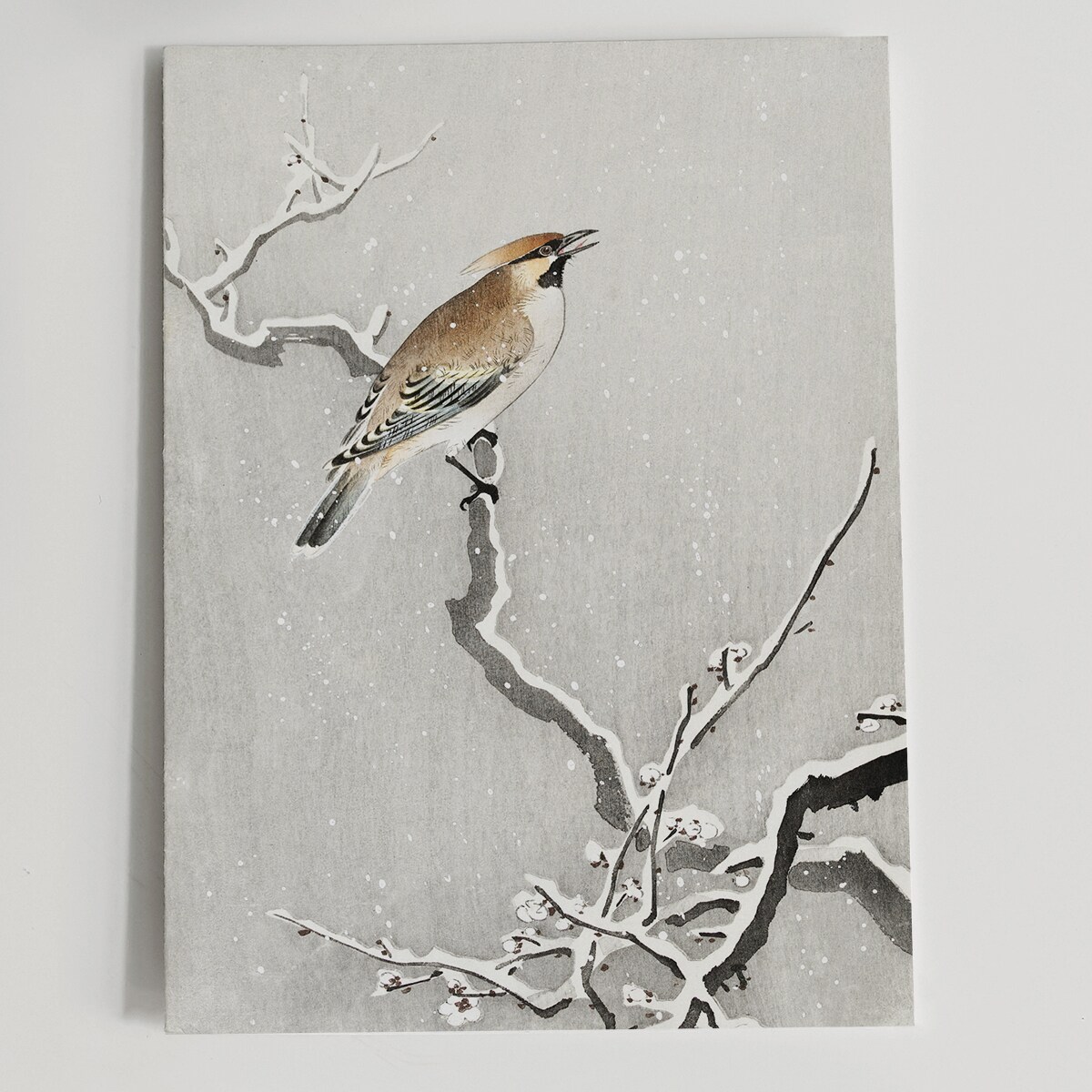 Plakat Jemiołuszka Na Śnieżnej Gałęzi 21x30cm