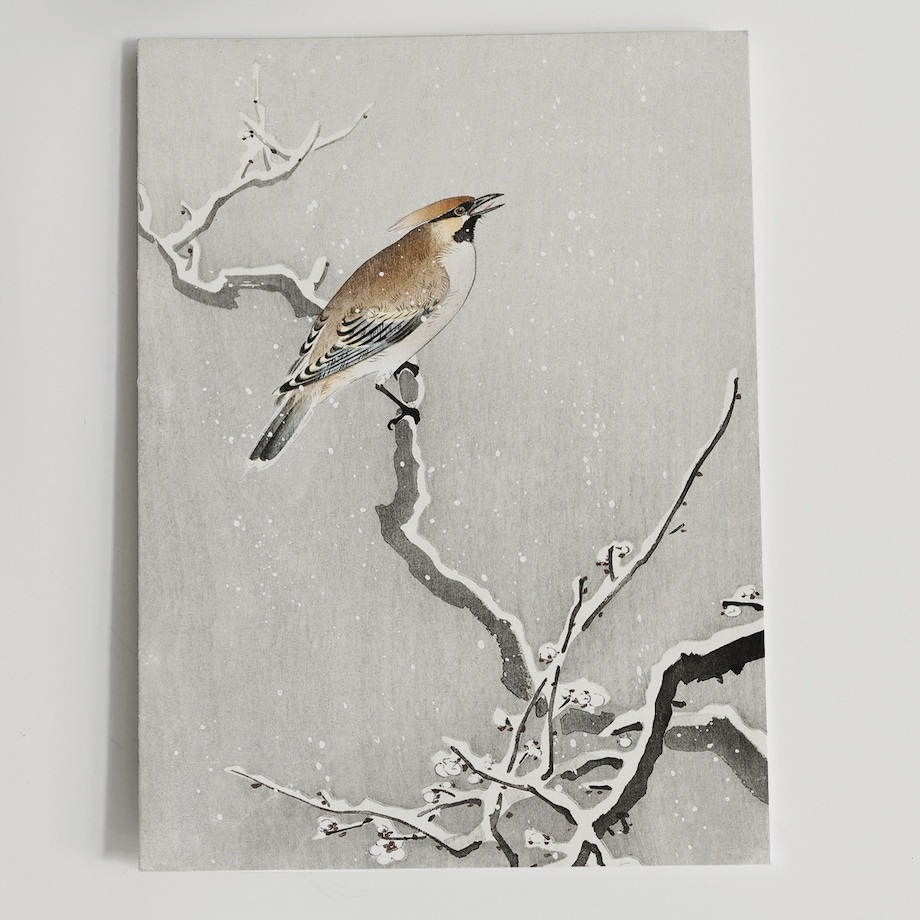 Plakat Jemiołuszka Na Śnieżnej Gałęzi 21x30cm