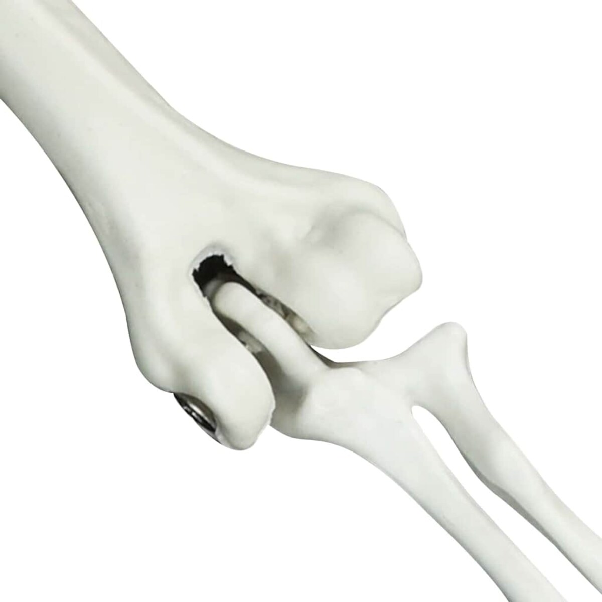 vidaXL Szkielet Halloween Biały 20 x 10 x 9,5 cm Z tworzywa sztucznego