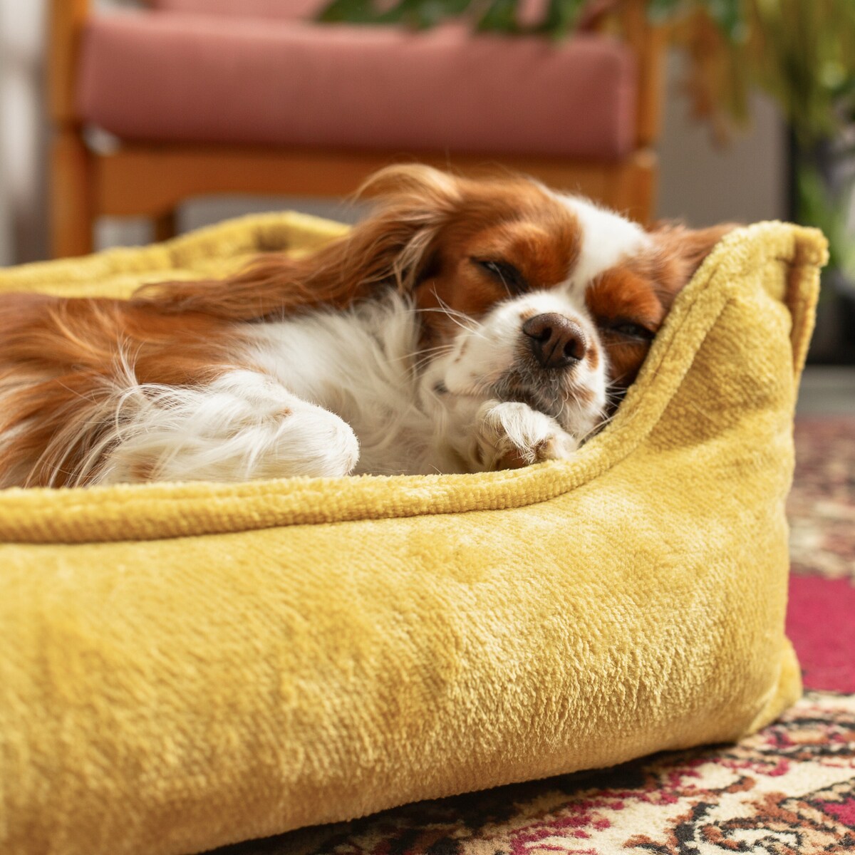 Ortopedyczne legowisko dla psa IRIS, 60x40 cm, Żółty