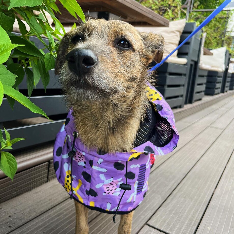 Płaszcz przeciwdeszczowy dla psa Pieski Floreski - Rozmiar: L