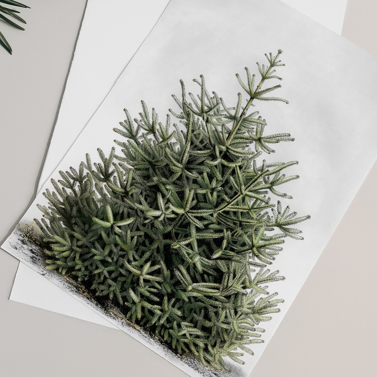 Plakat Jodła 30x40cm