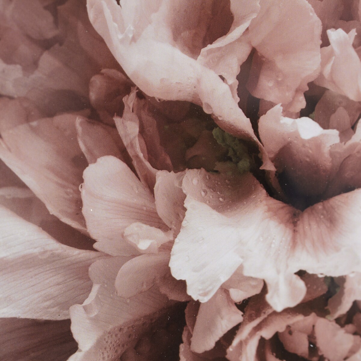 Obraz Peony Sunset I 40x50cm, 40x50cm