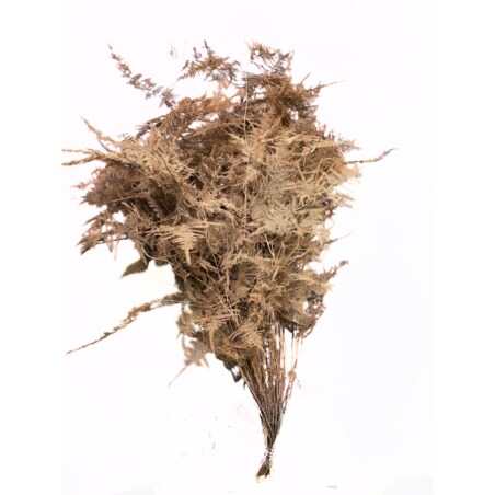 Asparagus Rose Gold – bukiet , 50 szt., wysokość ok. 80 cm, 550–600 g