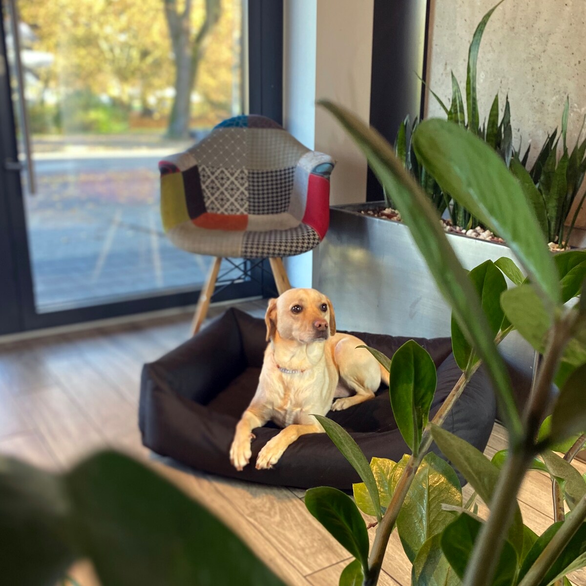 Wodoodporne legowisko dla psa KOKO, 80x60 cm, Czarny