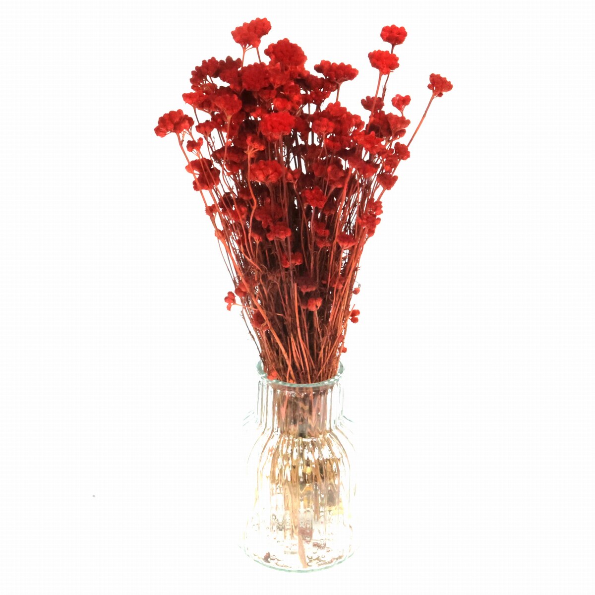 Lonas czerwony - suszone kwiaty