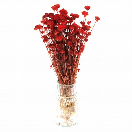 Lonas czerwony - suszone kwiaty