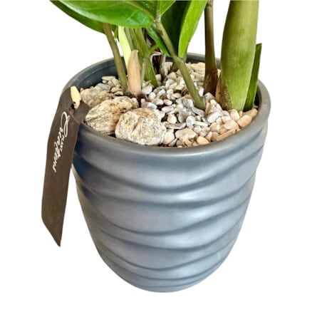 Zamioculcas zamiifolia w ceramicznej doniczce – Ø 16 cm – wysokość 55 cm