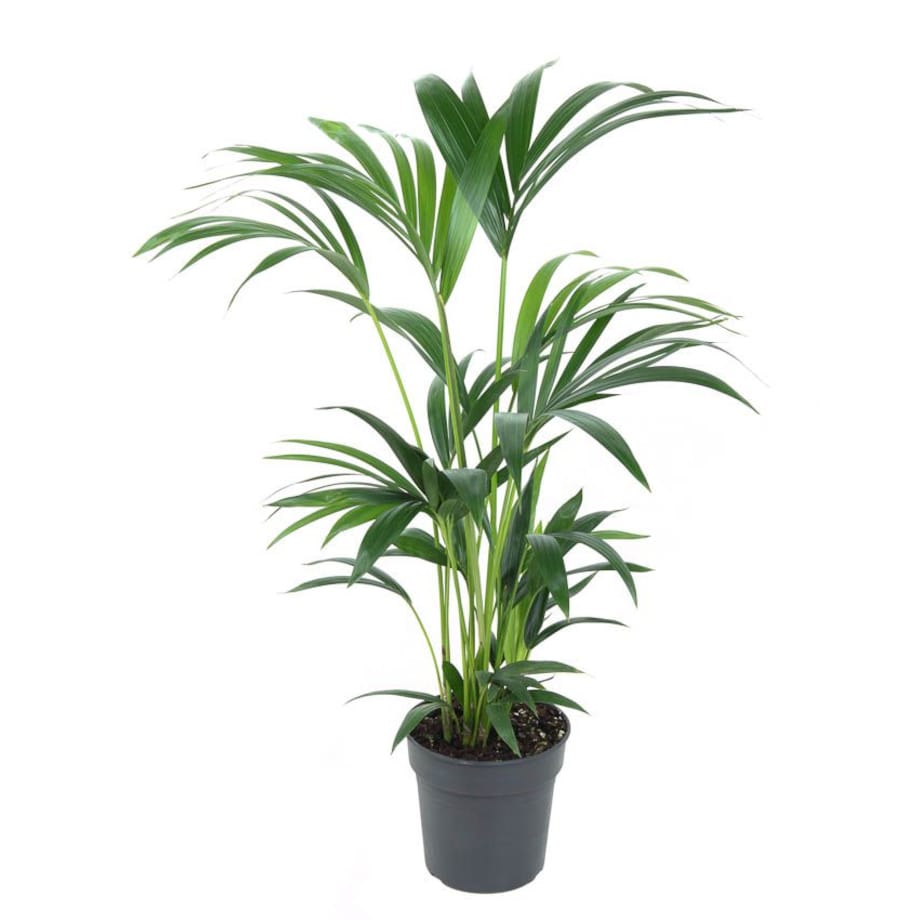 Howea forsteriana (Kentia) – XXL – doniczka Ø 19 cm – wysokość 80 cm