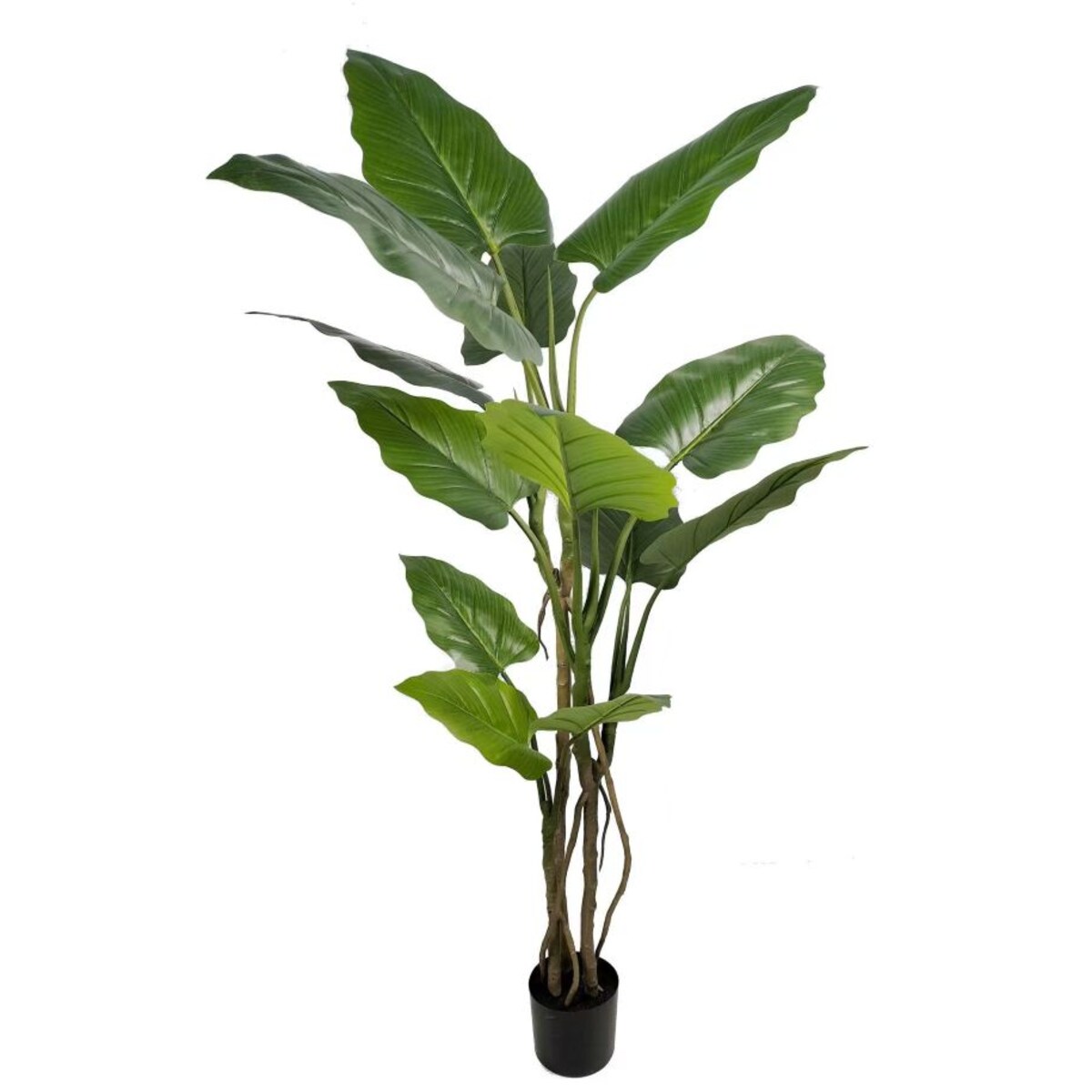 DRZEWKO FILODENDRON XXL