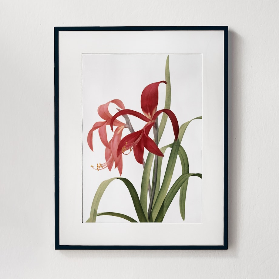 Plakat Amaryllis w Czarnej Ramce