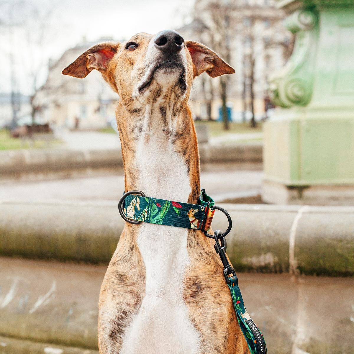 Obroża półzaciskowa dla psa lub kota "Psikolaż" - Szerokość taśmy: 25mm, Rozmiar: XL