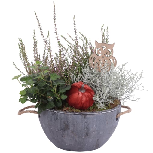 Kompozycja roślinnna Tarasowa ceramiczna doniczka XXL Ø20cm wysokość 30cm