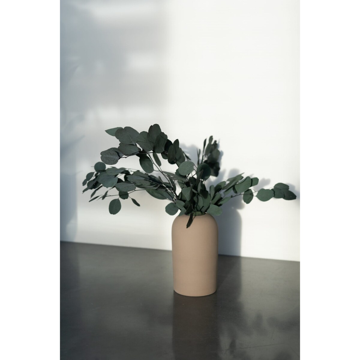 Eukaliptus Stabilizowany Populus