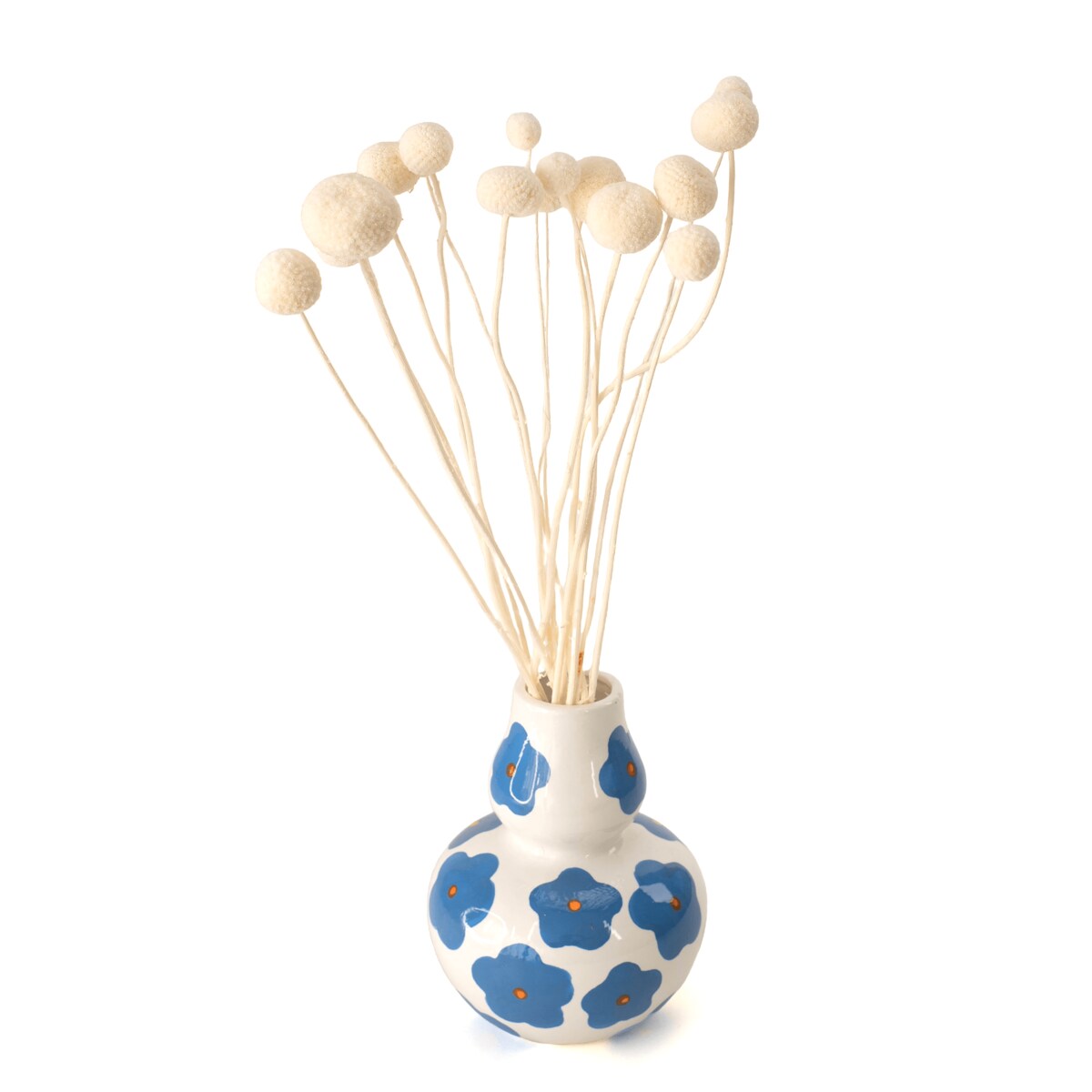 Suszona kraspedia bielona ok. 12 szt.