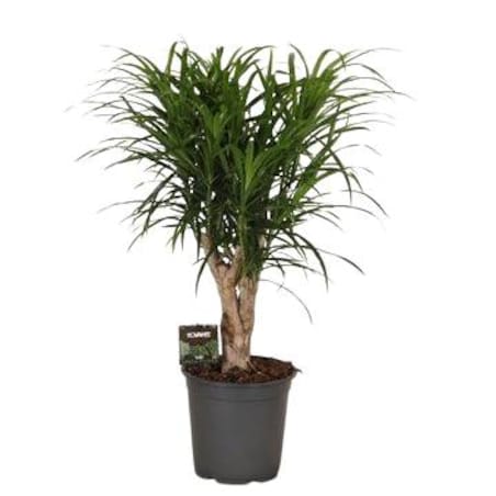 Dracaena reflexa Anita XXL | Doniczka Ø 21 cm | Wysokość ok. 80 cm