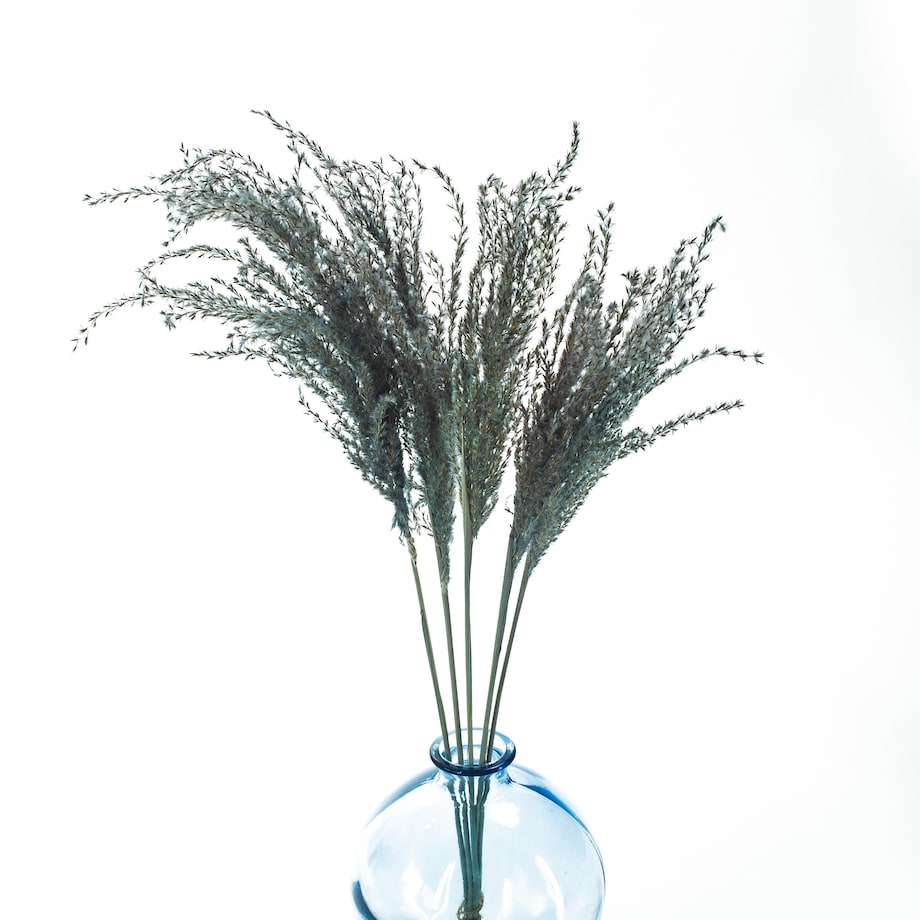 Miskant jasnoniebieski suszony 5 szt. - suszone trawy