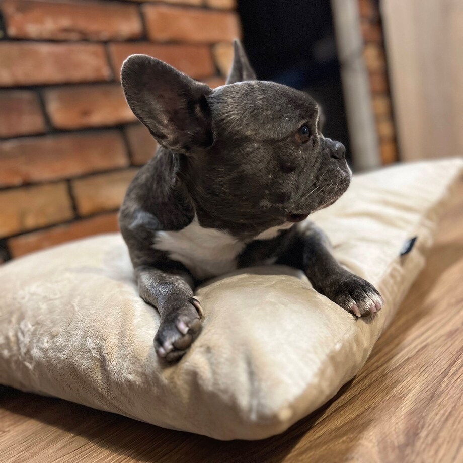 Miękka poduszka dla psa MALIBU, 60x50 cm, Beż