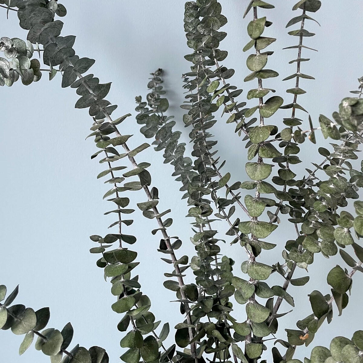 Eukaliptus Stabilizowany Baby