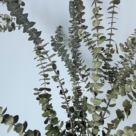 Eukaliptus Stabilizowany Baby