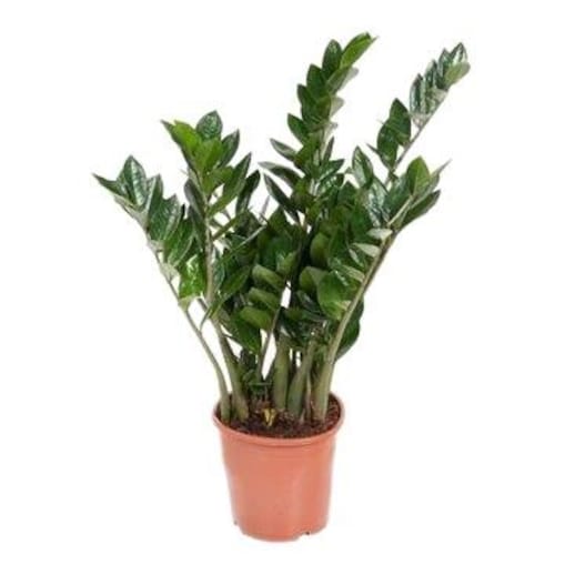 Zamioculcas zamiifolia – XXL – doniczka Ø 24cm – wysokość 100 cm