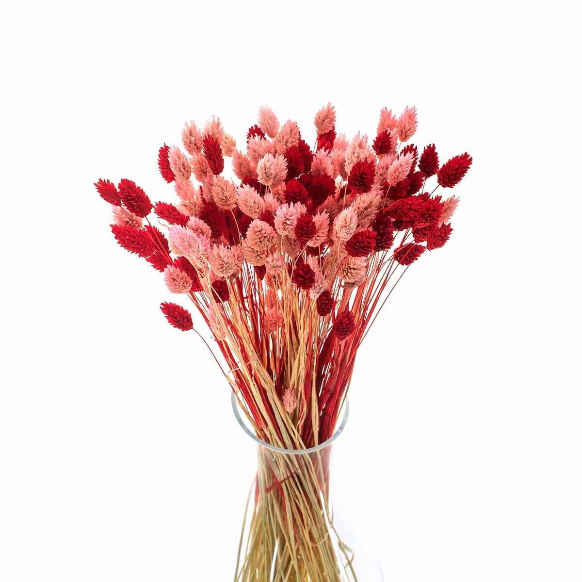 Zestaw duo suszonych traw phalaris jasnoróżowy & phalaris czerwony