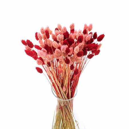 Zestaw duo suszonych traw phalaris jasnoróżowy & phalaris czerwony