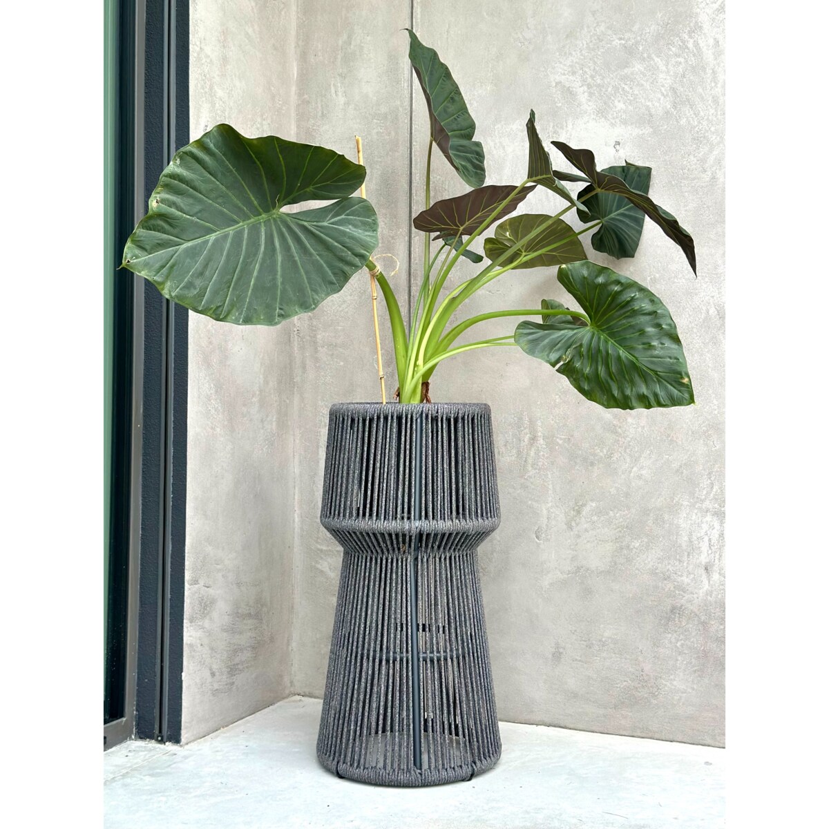 KWIETNIK TYZIANO SZARY