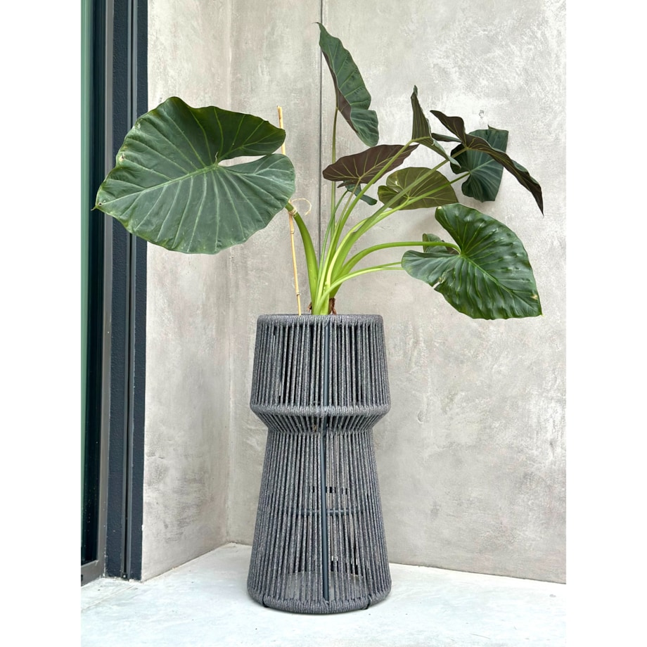 KWIETNIK TYZIANO SZARY