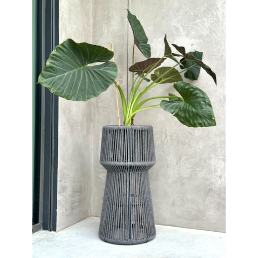 KWIETNIK TYZIANO SZARY