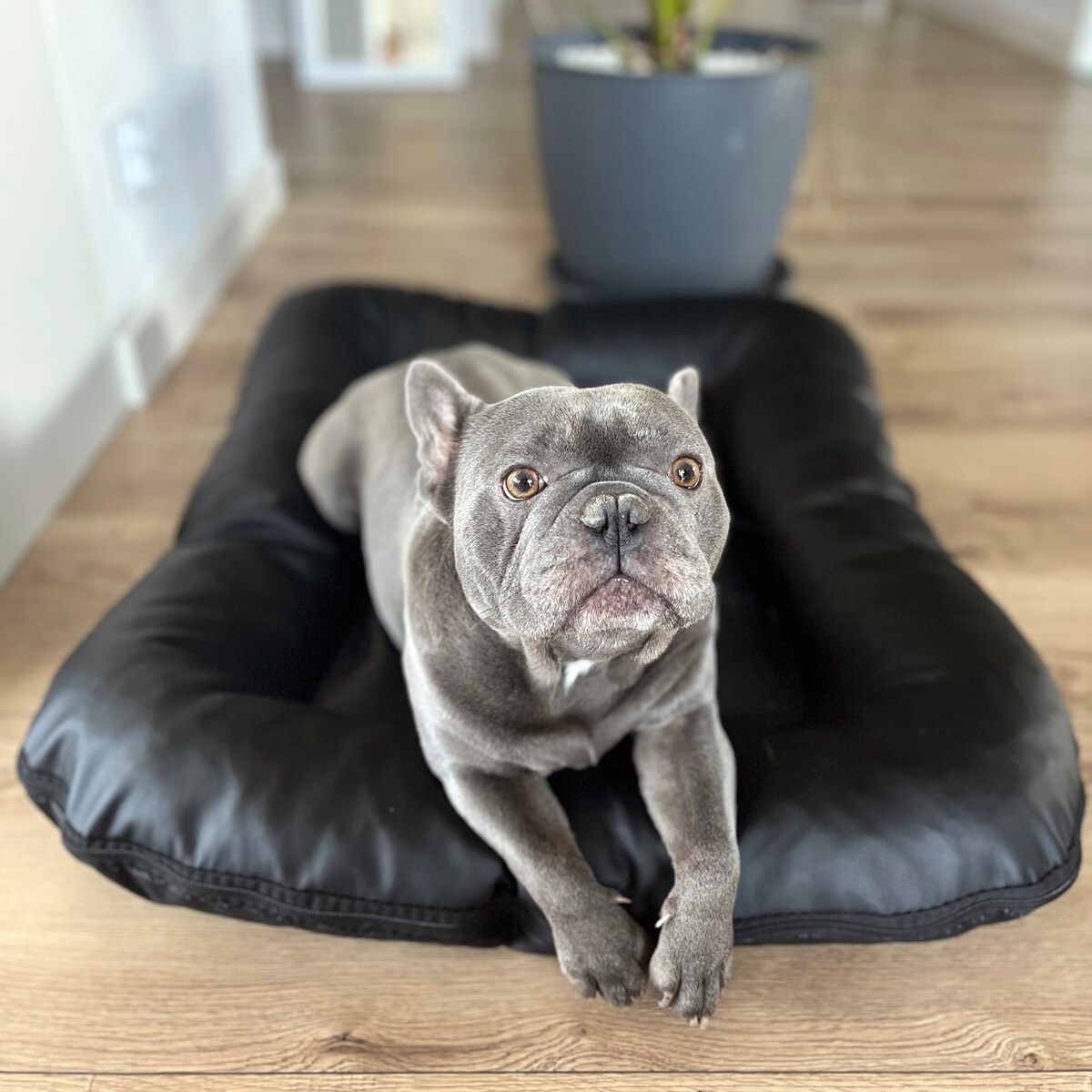 Legowisko Ponton dla psa z eko skóry ELLA, 130x110 cm, Czarny