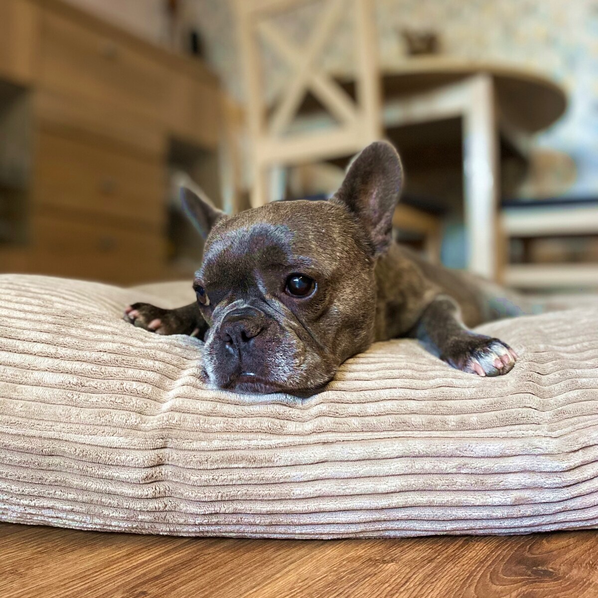 Poduszka dla psa ze sztruksu MOLLY, 100x80 cm, Beż