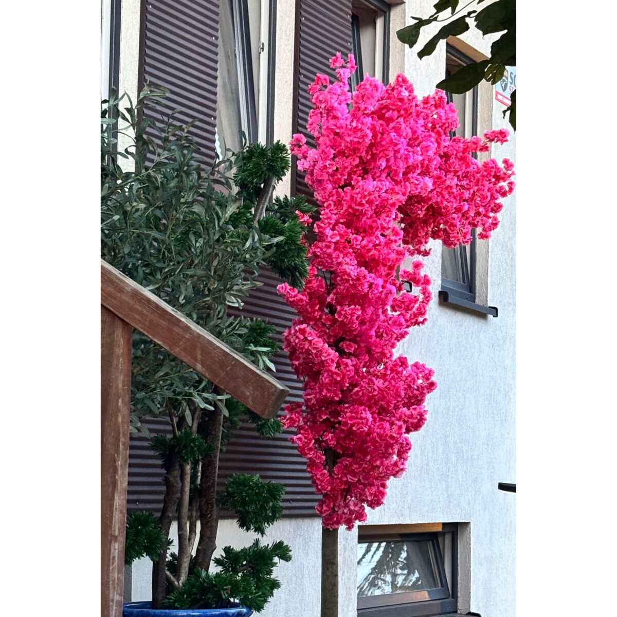 Drzewo wiśnia fuksjowa boczna na naturalnym pniu 220 cm