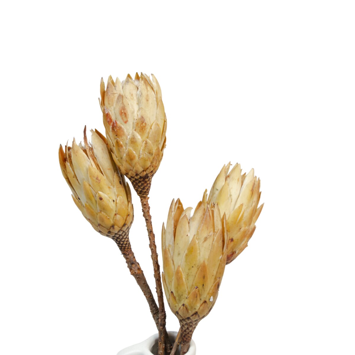 Suszona protea kremowa