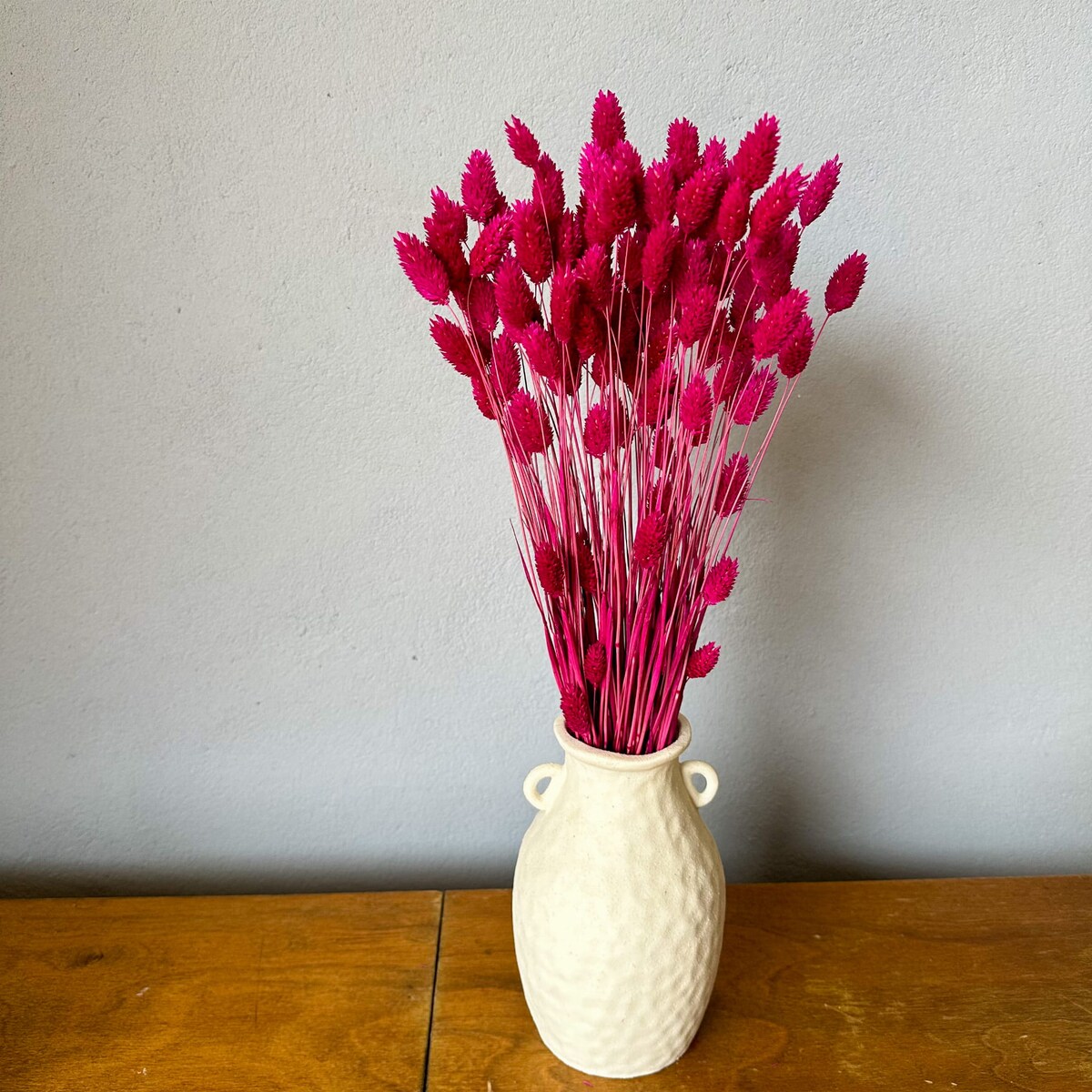 Suszony phalaris fuksja - trawa ozdobna