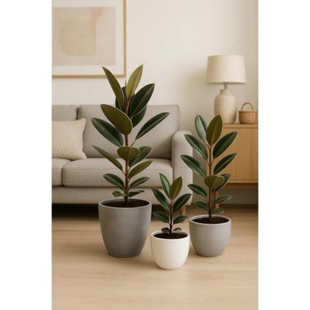 Fikus sprężysty Robusta– doniczka Ø 17 cm – wysokość 55 cm