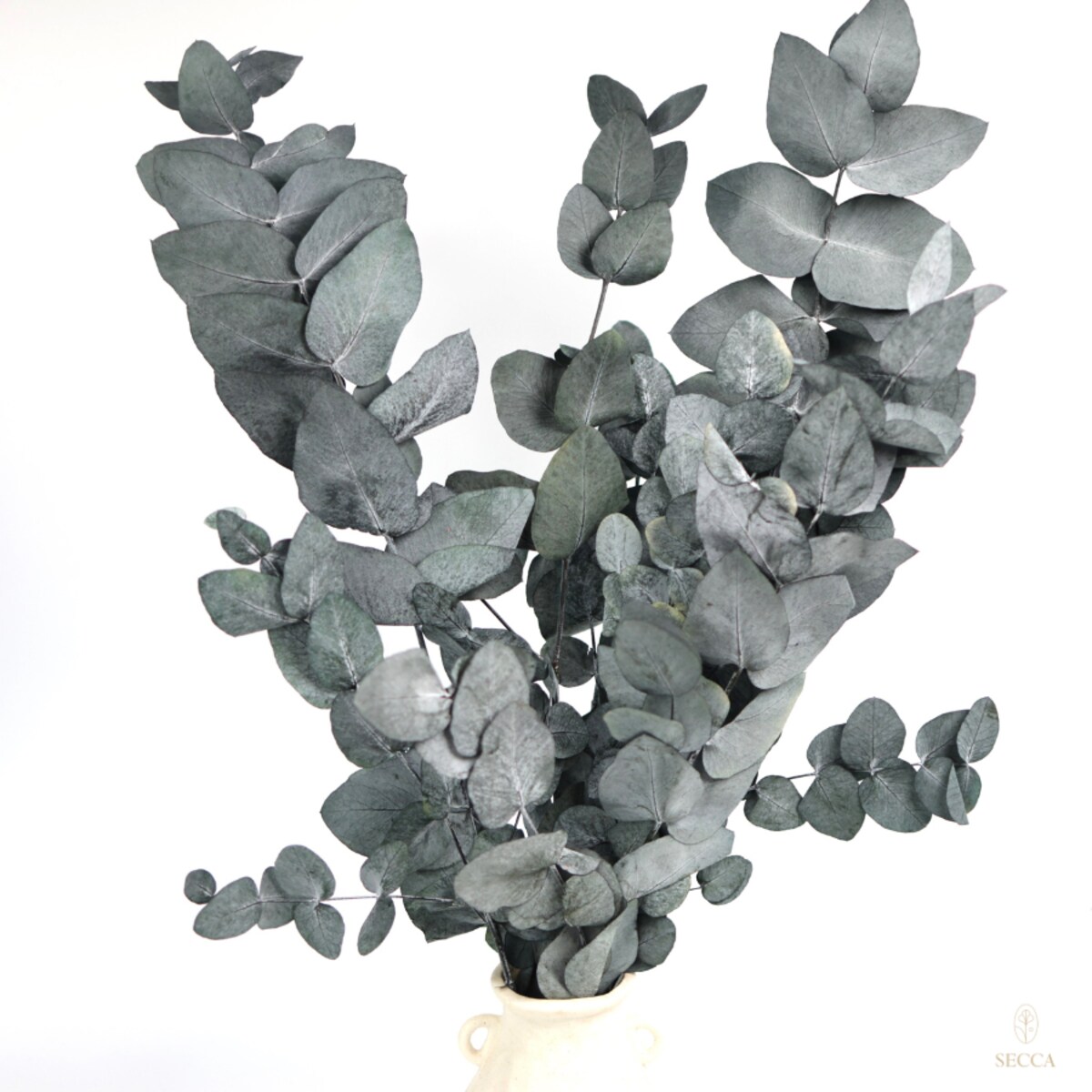 Eukaliptus stabilizowany cinerea