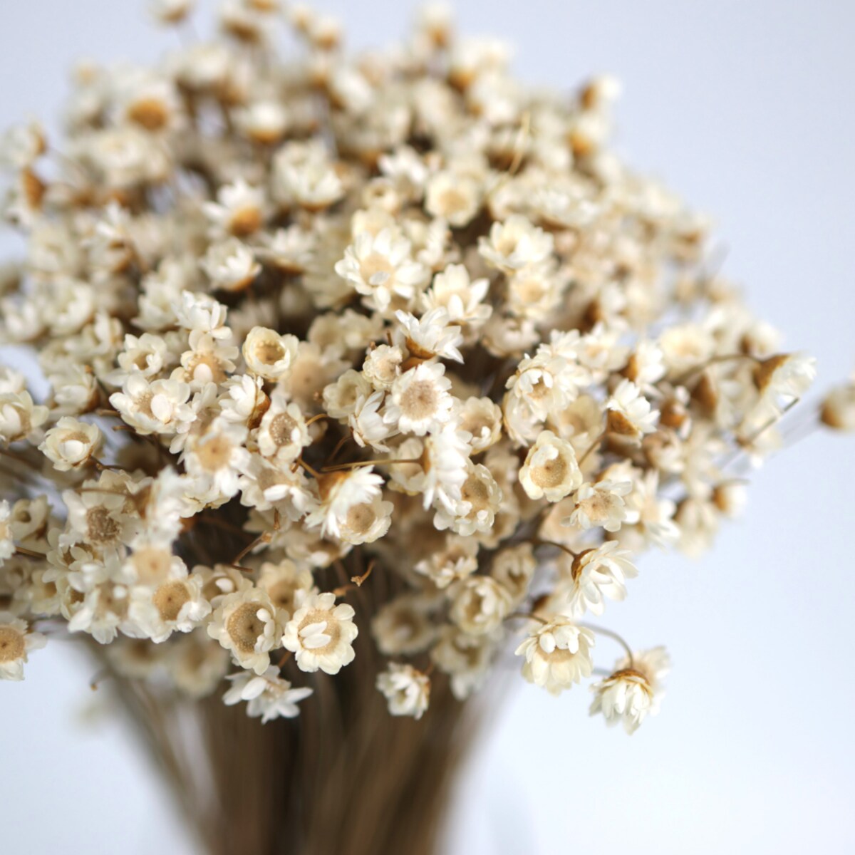 Suszona gliksja naturalna 50g