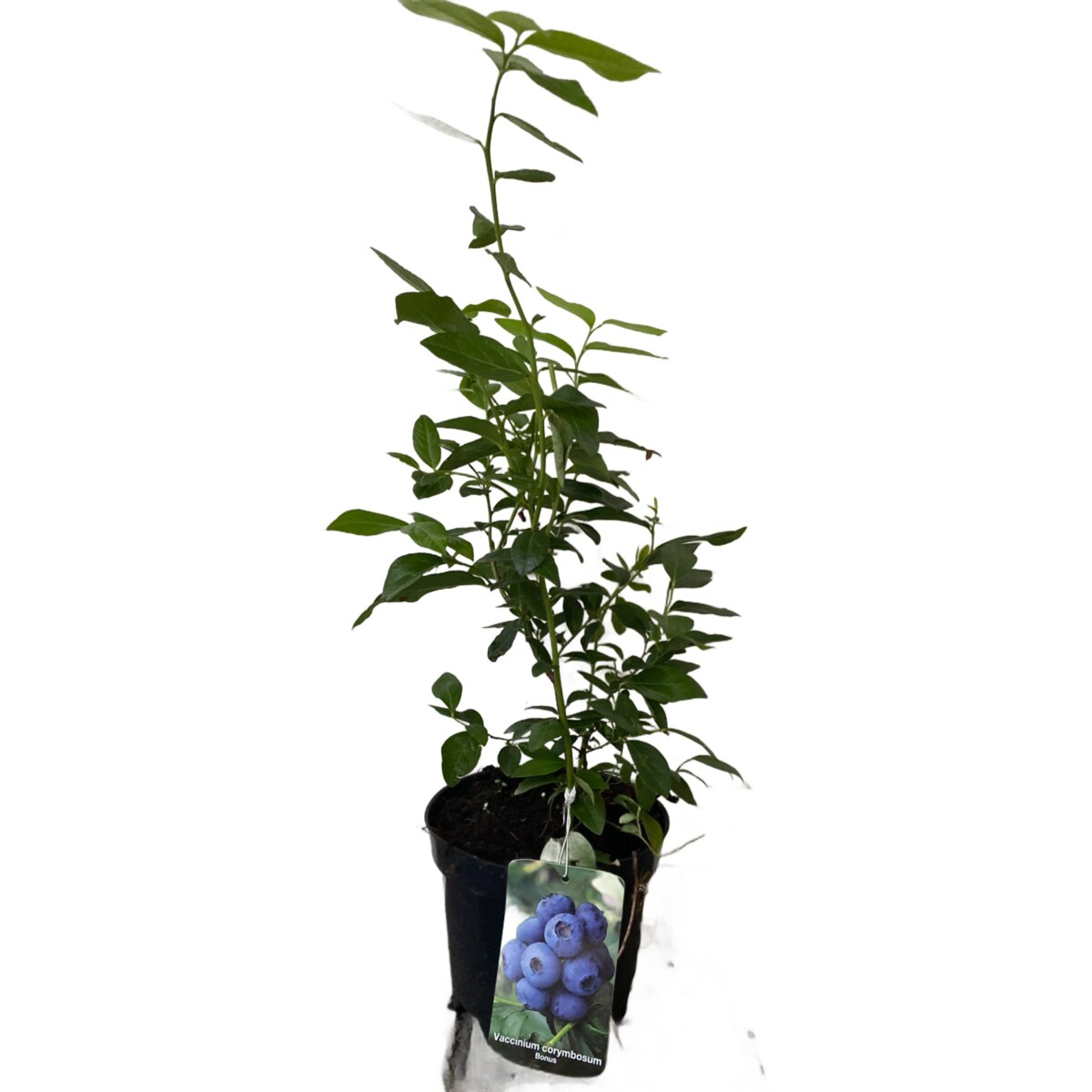 Borówka wysoka-Vaccinium Bonus Doniczka Ø 17 cm – Wysokość ok. 60 cm