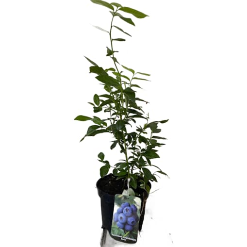 Borówka wysoka-Vaccinium Bonus Doniczka Ø 17 cm – Wysokość ok. 60 cm