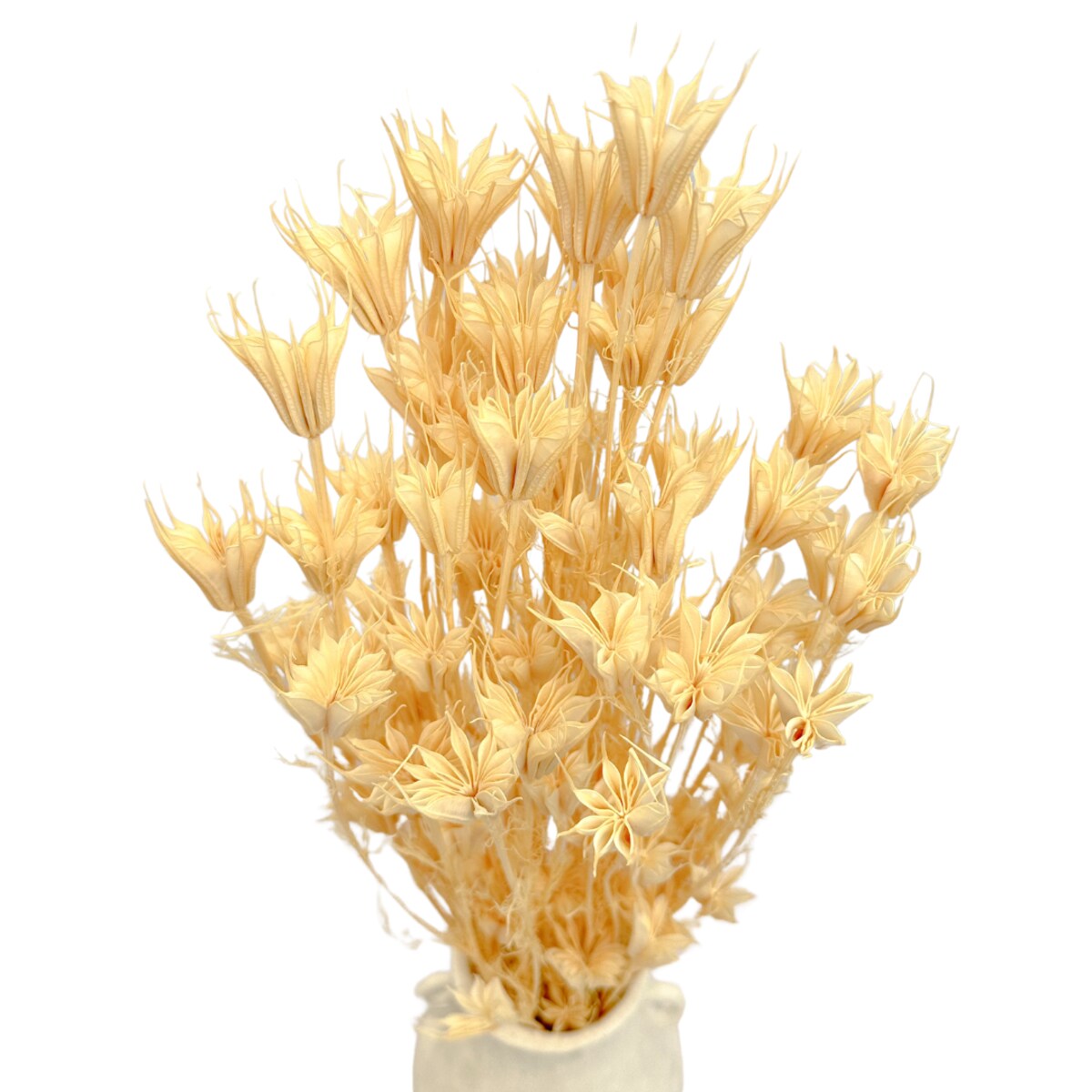 Suszona czarnuszka orientalna bielona