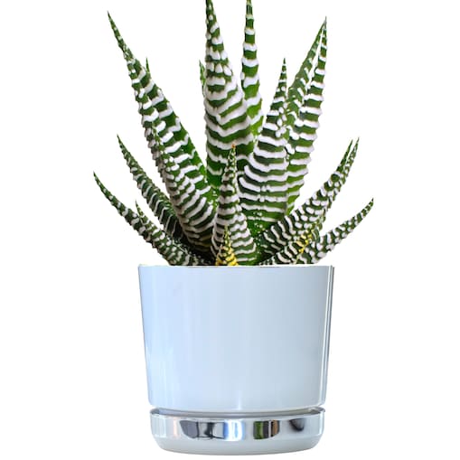 12 Doniczka DUO BIAŁA z podstawką KRAINA LODU dwukolorowa nowoczesna z połyskiem elegancka efekt lustra srebrna minimalizm