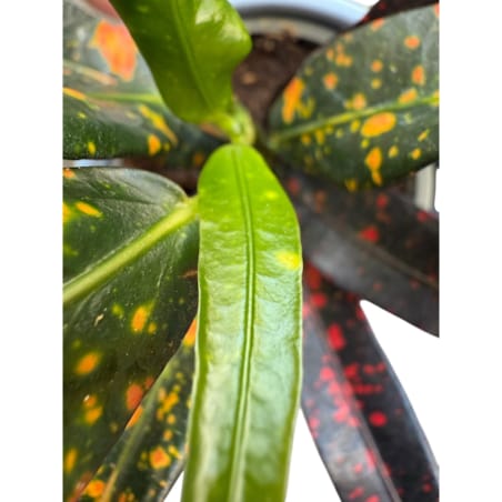 Codiaeum w ceramicznej doniczce – Ø 10 cm – wysokość 33 cm