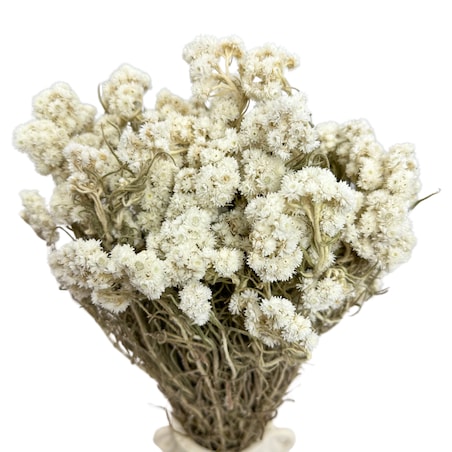 Anafalis suszony biały